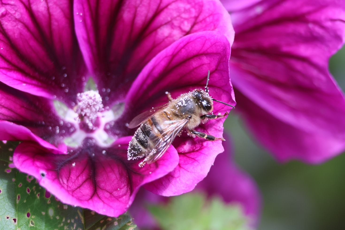 ミツバチとともに歩む未来社会